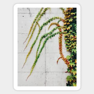 Green Ivy Growning on Grey Urban Concrete Wall Sticker